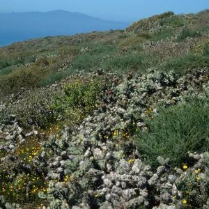 Opuntia (Prickly-pear), N. of lighthouse, Natividad I.