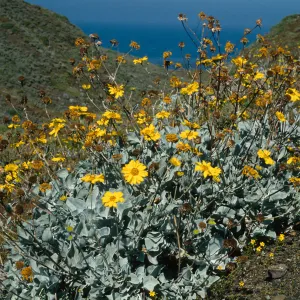 Viguiera lanata, N. of lighthouse, Natividad I.