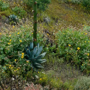 Encelia, Agave (Century Plant), E. side Natividad I.