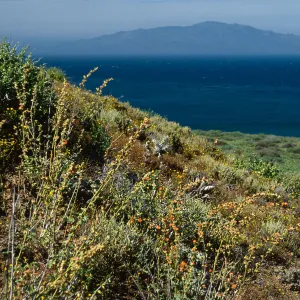 Sphaeralcea, canyon at NE. end (Cedros I. in background), Natividad I.
