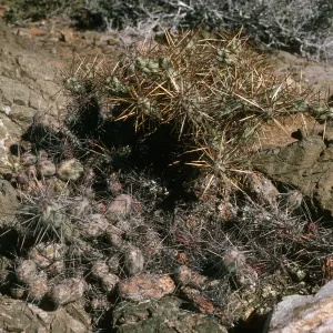 Opuntia (Prickly-pear), NE side, W. San Benito I.