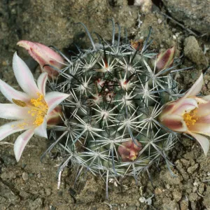 Mammillaria, Natividad Island