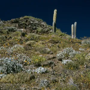 Viguiera lanata, canyon on E. side, Natividad I.