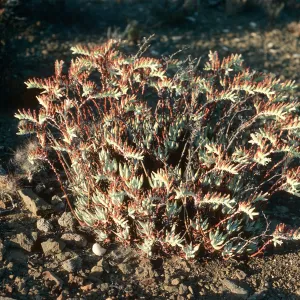 Dudleya albiflora, Natividad Island