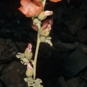 Sphaeralcea fulva, Natividad Island
