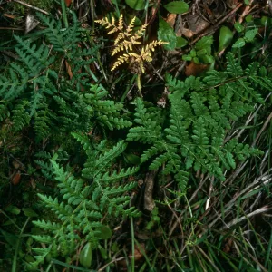 Pentagramma triangularis, Tunnel Rd.