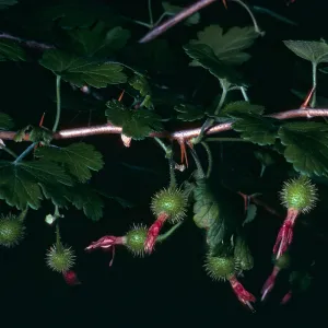 Ribes thacherianum, SBBG