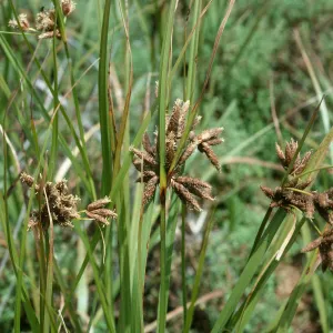 Scirpus robustus, Devereux Slough