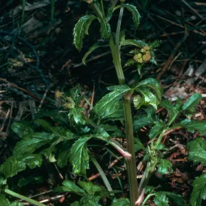 Sanicula hoffmannii, SBBG Porter Trail