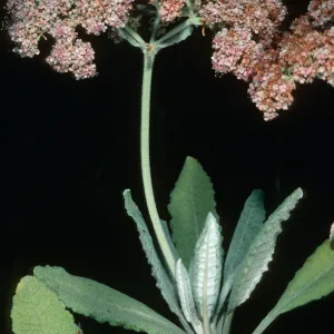 Eriogonum giganteum ssp. formosum, by NOT's Pier, S. Clemente I. 