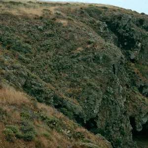 Peregrine falcon habitat, offshore bluffs SW side, W. Anacapa I.