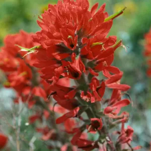 Castilleja affinis, middle Anacapa I.