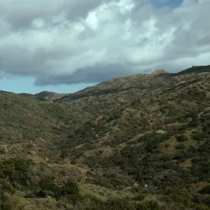 Upper Cottonwood Cyn., from road to Little Harbor, S. Catalina I.