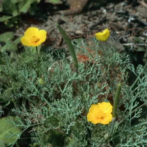 Eschscholzia ramosa, beach at Little Harbor, Santa Catalina Island