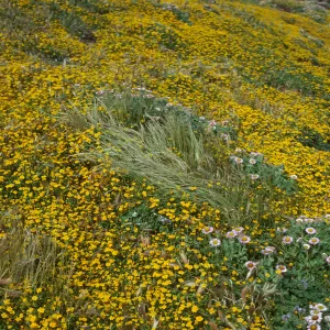 Lasthenia, Erigeron glaucus, just west. of lighthouse, East Anacapa Island