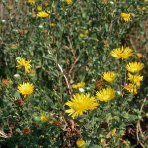 Grindelia latifolia, western terrace, W. Anacapa I.