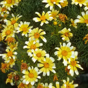 Coreopsis gigantea, just south. of campground, E. Anacapa Island