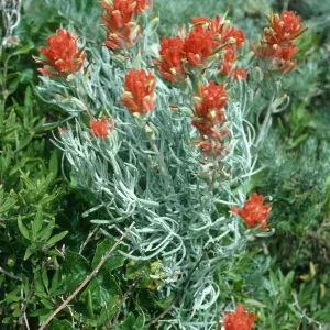 Castilleja hololeuca, middle Anacapa Island