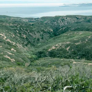 Cherry Canyon, Black Mountain. Road, Santa Rosa Island