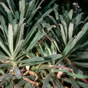 Arabis, Santa Cruz Island