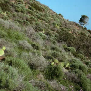 coastal sage scrub, Santa Cruz Island