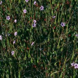 Eriodium botrys, Islay Cyn. Rd., Santa Cruz Island