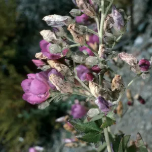 Malacothamnus, Christy outhouse, S. Cruz I.