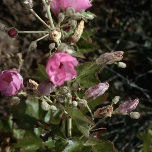 Malacothamnus fasciculatus niveus, Santa Cruz Island