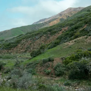 Scrub oaks, Santa Cruz Island