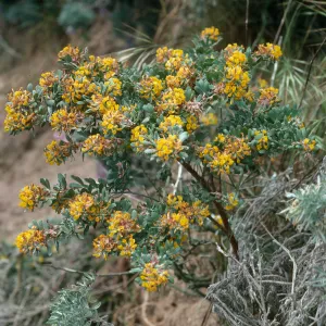 Lotus scoparius, Nidever Cyn., San Miguel Island