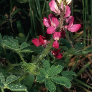 Lupinus hirsutissimus, Hollister Ranch