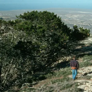 Pinus remorata, ridge N of Black Mtn., S. Rosa I.