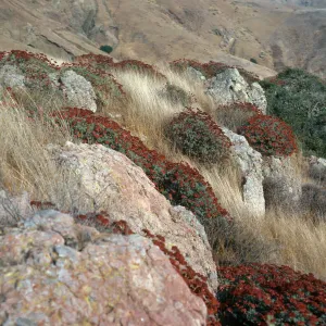 Eriogonum arborescens, Santa Cruz Island