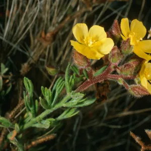 Helianthemum greenei, Santa Cruz Island