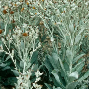 Haplopappus detonsus, N ridge above Ram Cyn. S. Cruz I.