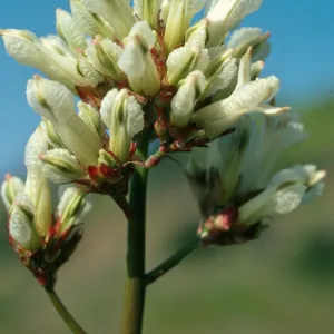 Dicentra ochroleuca, Westlake Blvd., S. Monica Mtsn.