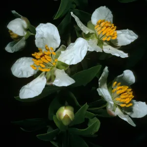 Crossosoma californicum, Toyon Bay, Santa Catalina Island