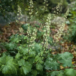 Heuchera maxima, SBBG Arroyo