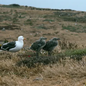 Western gulls, East Anacapa Island
