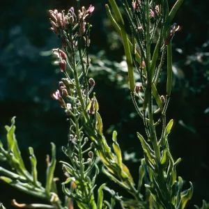 Arabis, Santa Cruz Island 