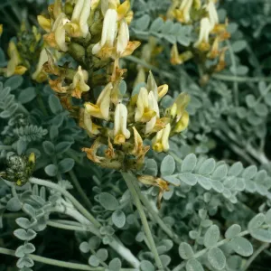 Astragalus traskiae, near Red Eye Beach, San Nicolas Island