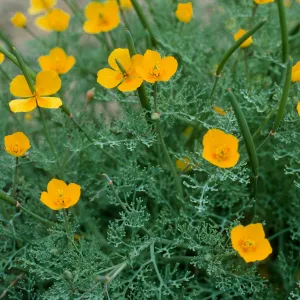 Eschscholzia ramosa, Eel Point Grade, San Clemente Island