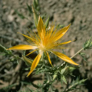 Mentzelia laevicaulis, Onion Valley Rd.