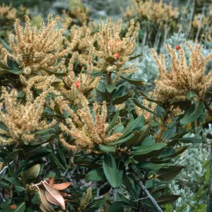 Chrysolepsis sempervirens, Onion Valley