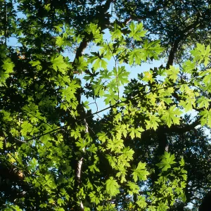 Acer macrophyllum, Kinevan Cyn.