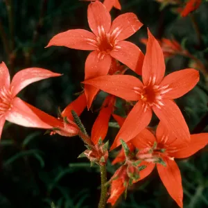 Ipomopsis aggregata, Cedar Cyn Rd., Mid Hills