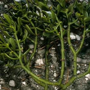 Phoradendron bolleanum, N. of Saline Valley