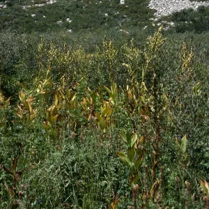 Veratrum californicum, Onion Valley