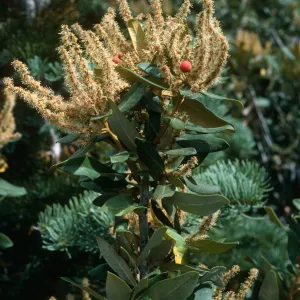 Chrysolepis sempervirens, Onion Valley