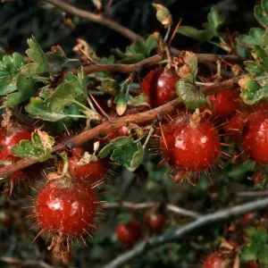 Ribes (Currant, Gooseberry ), Mineral King
